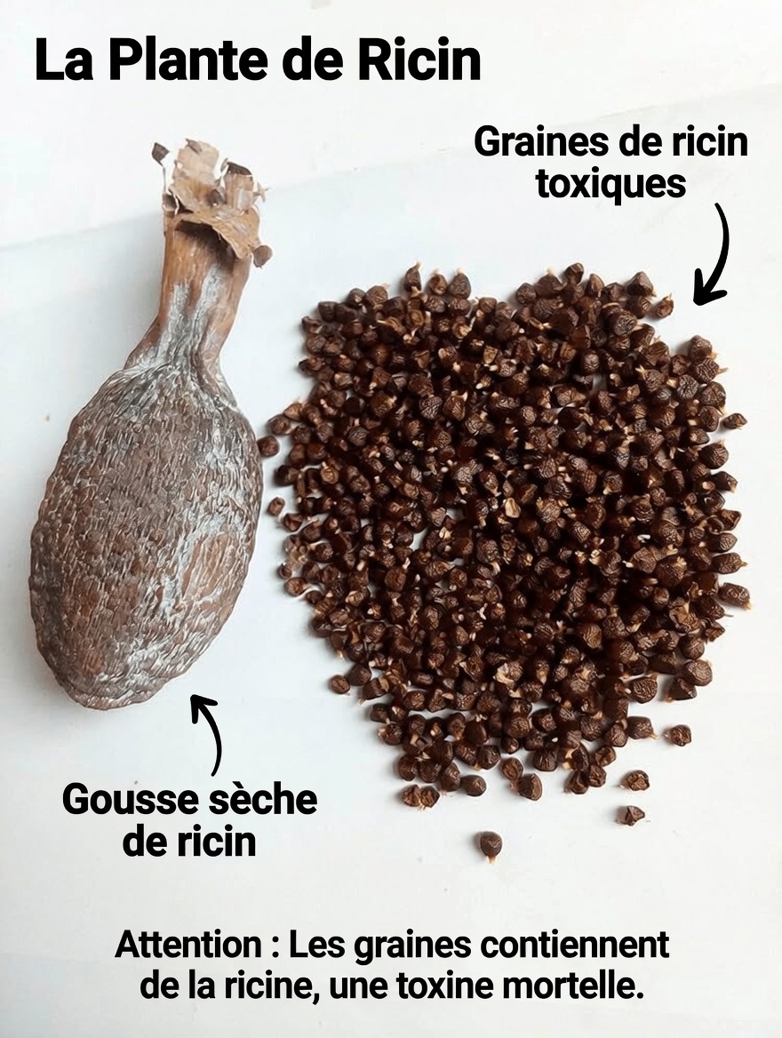 Le surprenant potentiel bien-être du kola amer, du poivre de Guinée et de l’eau de coco : exploration du trio traditionnel de la nature