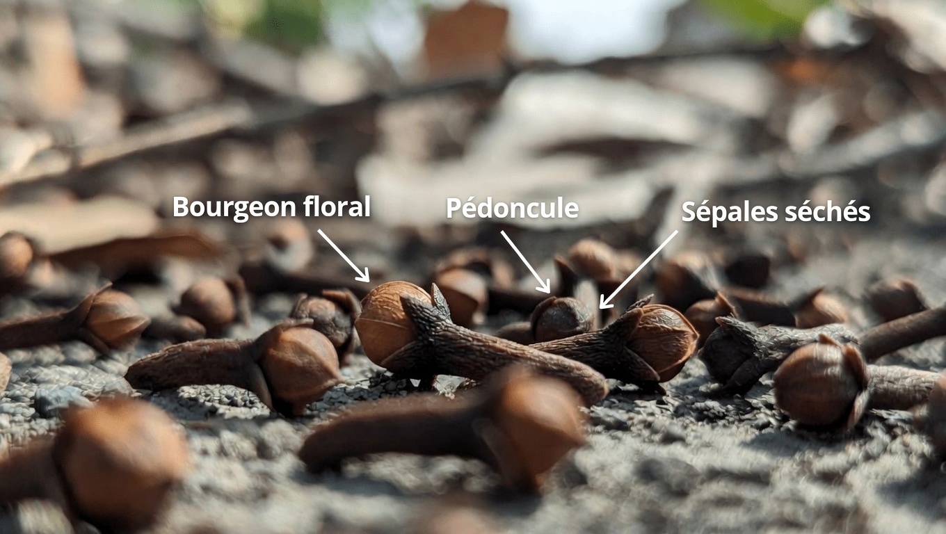 Mâchez seulement 2 clous de girofle par jour — Découvrez les façons surprenantes dont cette simple habitude peut soutenir votre bien-être naturellement