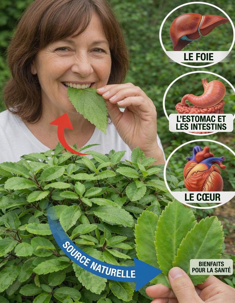 Vous êtes-vous déjà demandé quoi faire avec cette plante commune « Folha-da-Vida » qui pousse dans votre jardin ?