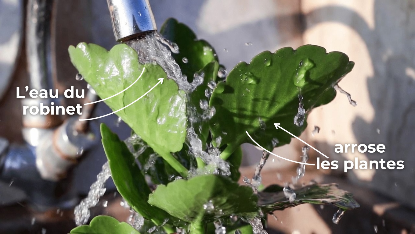 Vous êtes-vous déjà demandé quoi faire avec cette plante commune « Folha-da-Vida » qui pousse dans votre jardin ?