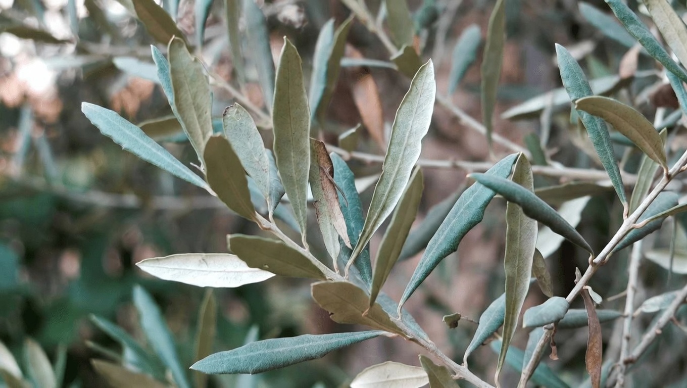 Explorer les bienfaits potentiels des feuilles d’olivier pour la santé : ce que dit la science sur ce remède traditionnel