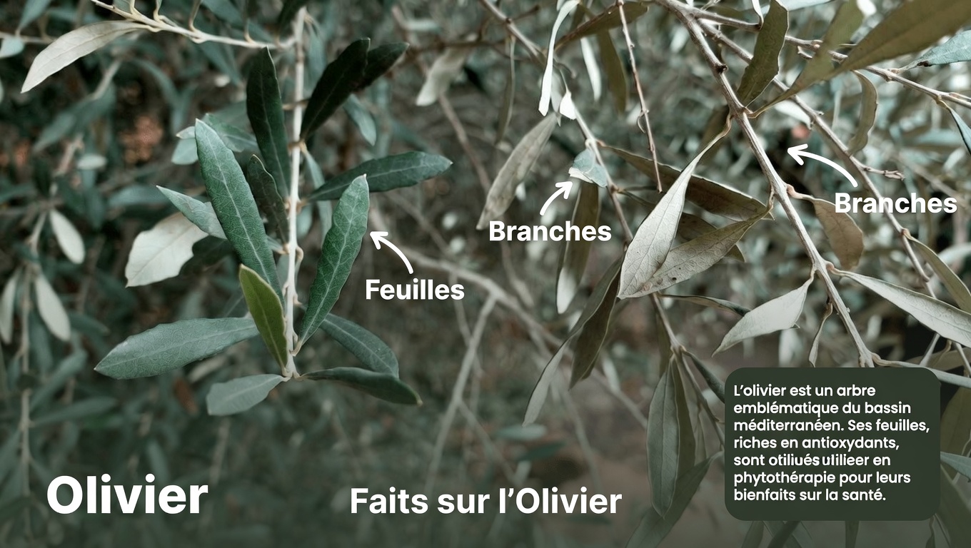 Explorer les bienfaits potentiels des feuilles d’olivier pour la santé : ce que dit la science sur ce remède traditionnel