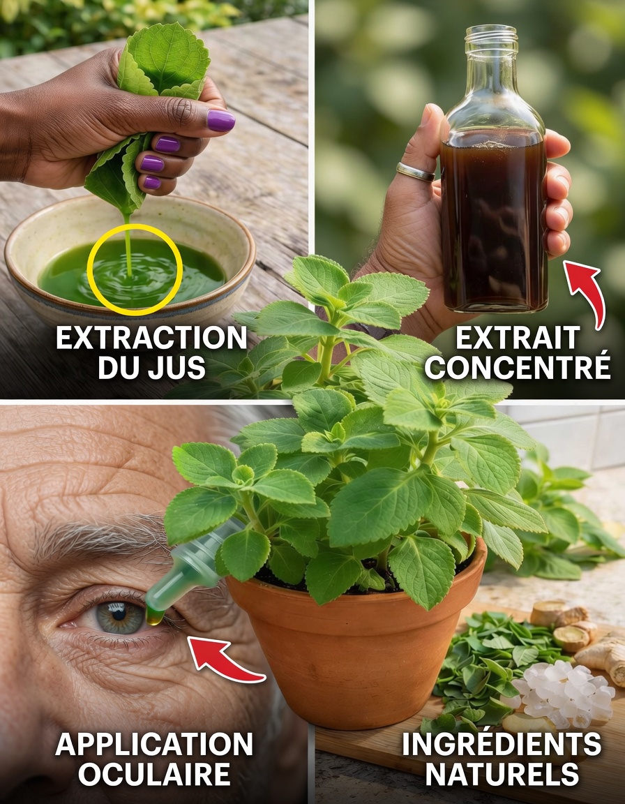 Origan pour les yeux : explorer le soutien potentiel de cette herbe courante pour la vision