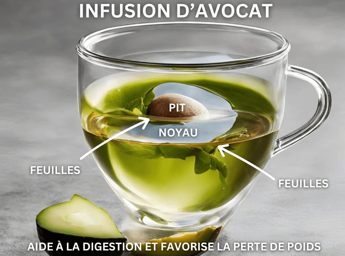 Le noyau d’avocat méconnu : une simple infusion traditionnelle à essayer chez vous