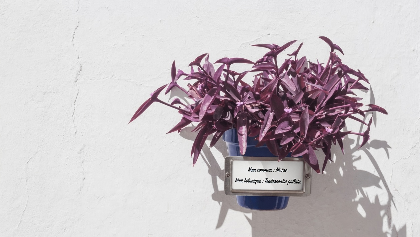 Découvrez les feuilles de Tradescantia pallida : comment infuser une tisane éclatante à partir de cette plante colorée