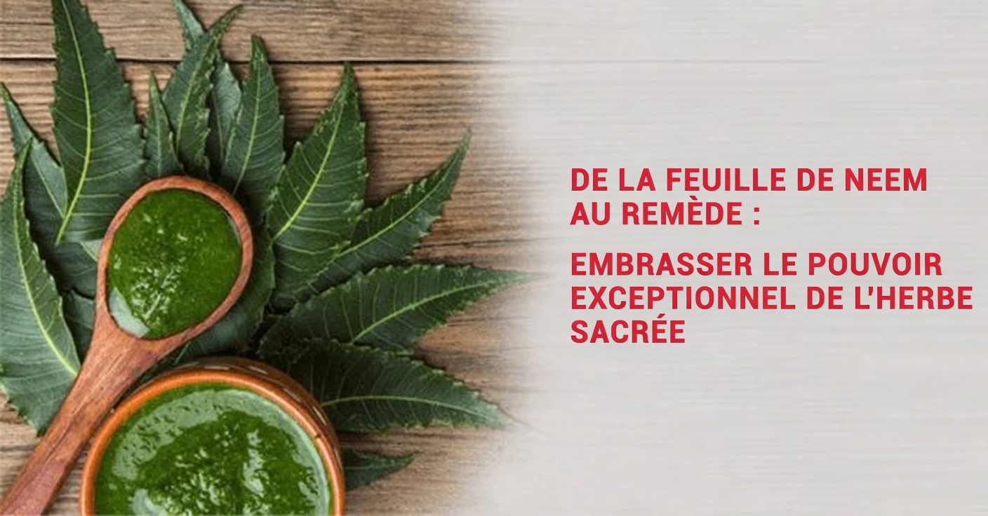 Découverte de la feuille de neem : exploration des usages traditionnels de cette herbe d’Asie du Sud-Est dans les routines quotidiennes de bien-être