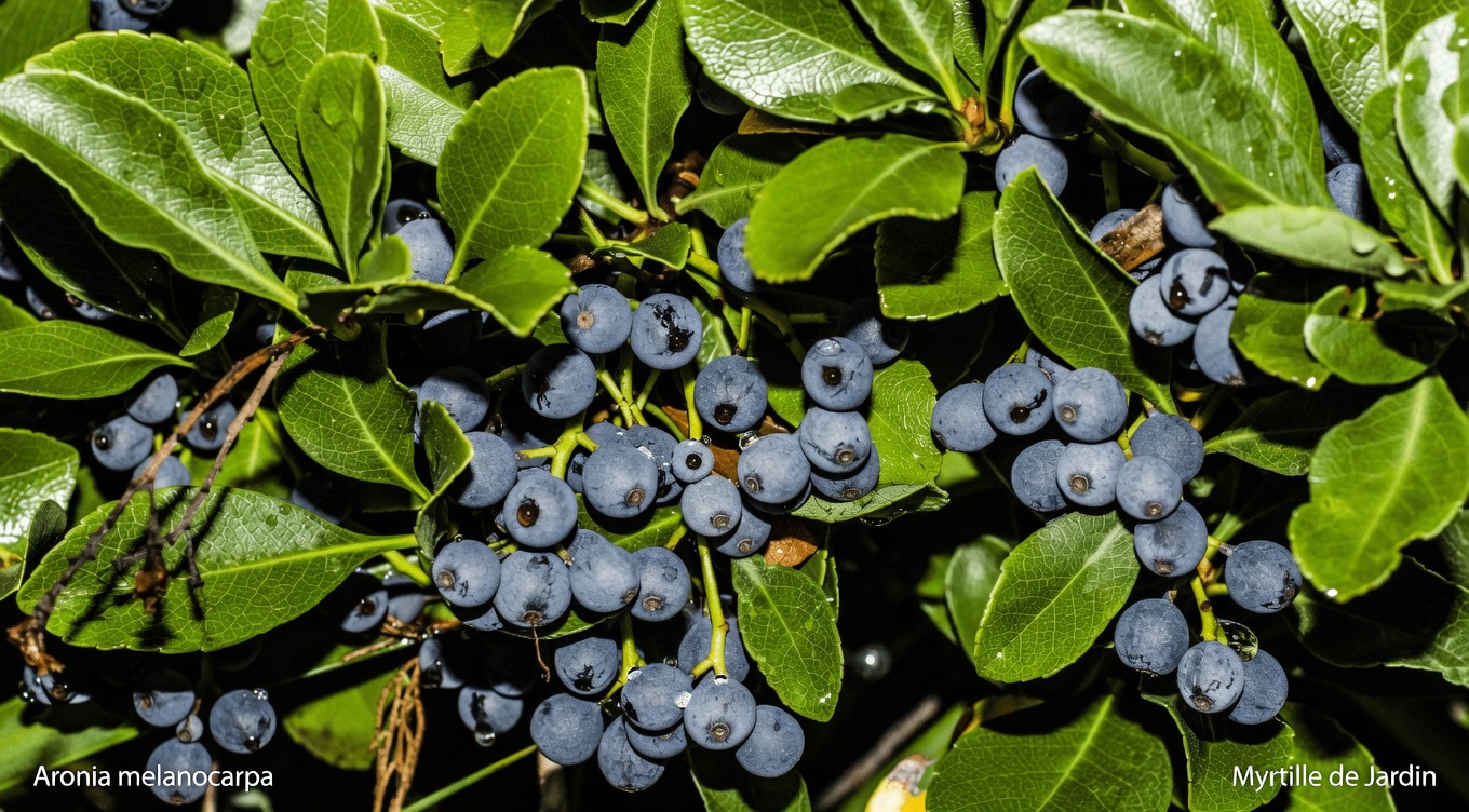 Les 5 meilleurs fruits que les seniors peuvent consommer pour soutenir naturellement la santé et le fonctionnement de leurs reins