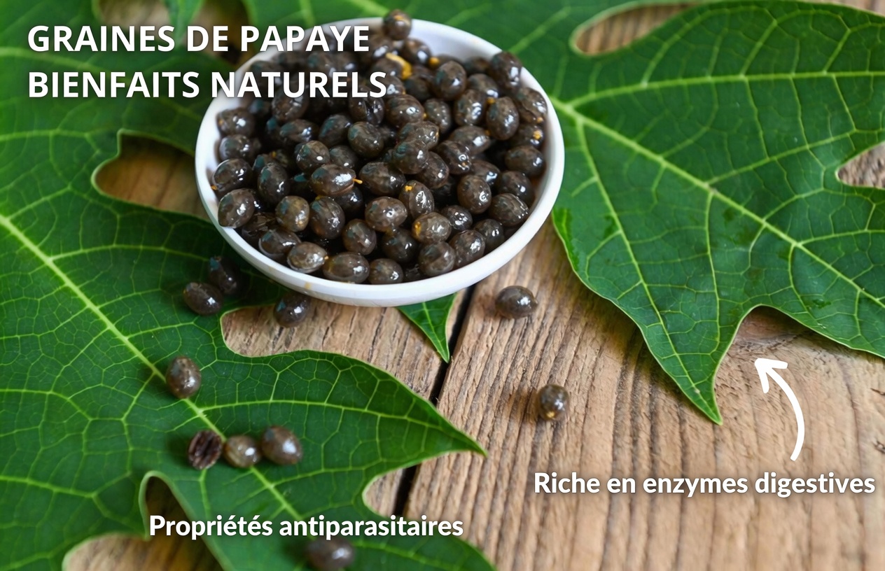 Découvrir les graines de papaye : pourquoi elles méritent qu’on s’y intéresse à nouveau et comment les intégrer à votre routine