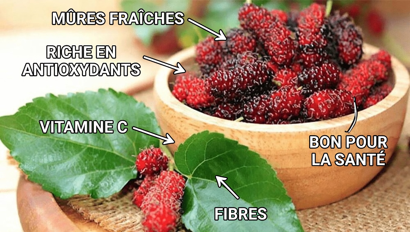 Habitude de consommer du thé aux feuilles de mûrier pour l’équilibre métabolique : une façon naturelle de soutenir la glycémie, la tension artérielle et la circulation