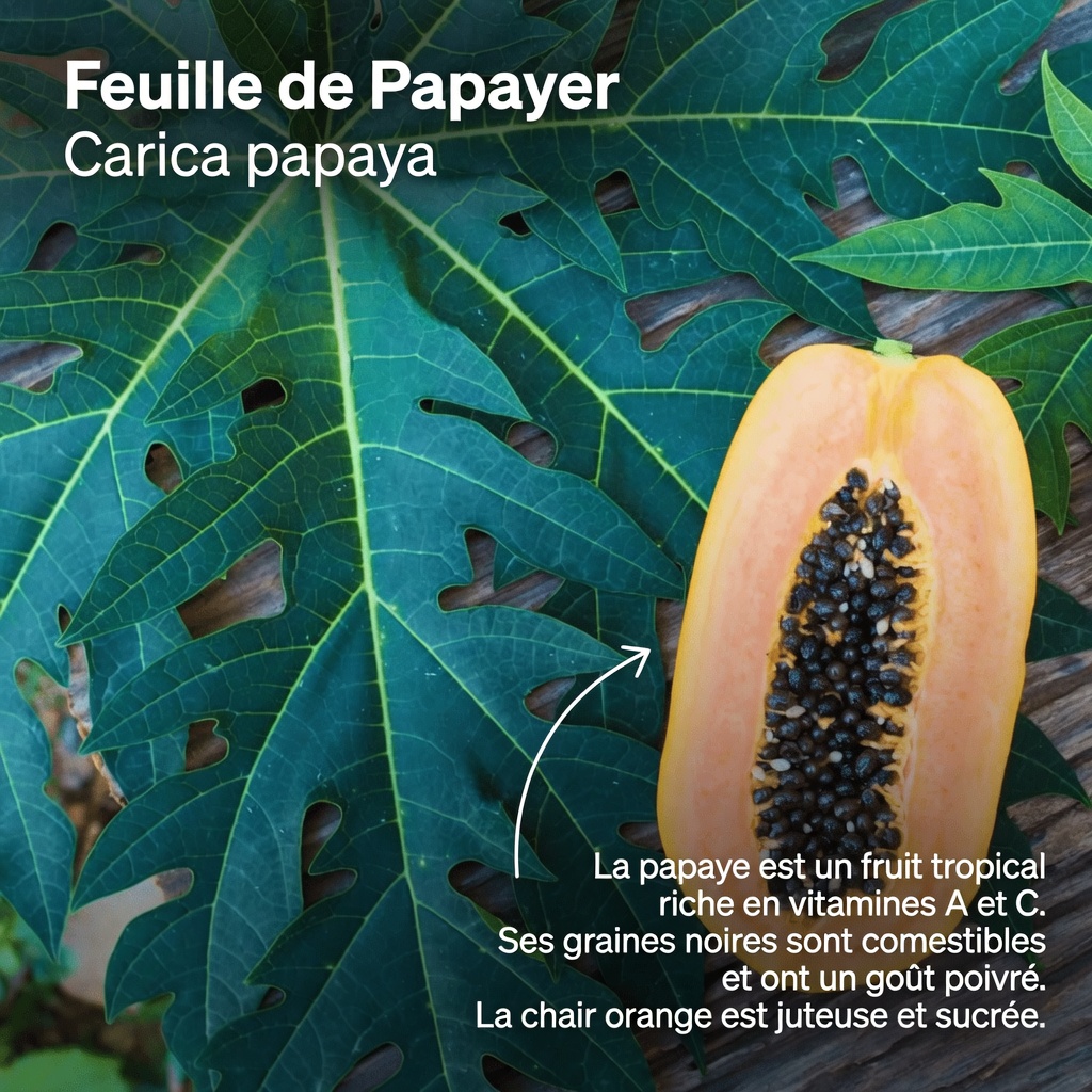 Graines de papaye pour soulager les articulations : une habitude quotidienne simple pour soutenir naturellement le confort des genoux, du dos et de la colonne vertébrale
