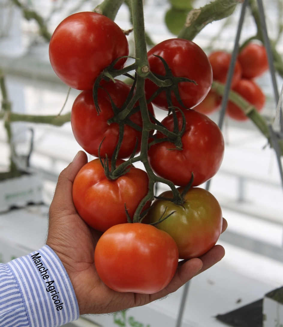 Un fruit du quotidien peut-il soutenir la santé de la prostate en vieillissant ? Découvrez le pouvoir des tomates et bien plus encore