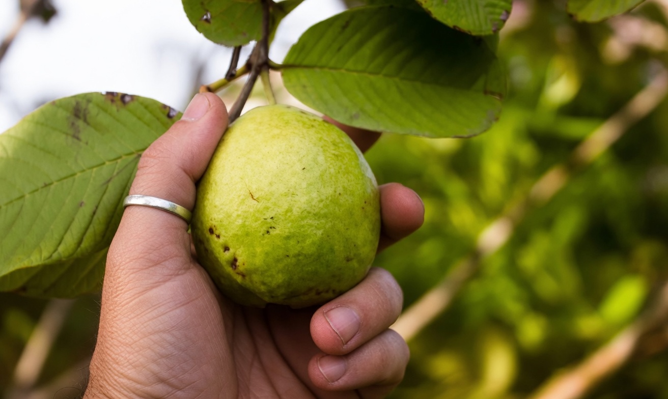 Découvrez la tradition réconfortante : infusion naturelle aux herbes avec origan poleo, feuilles de laurier et feuilles de goyavier