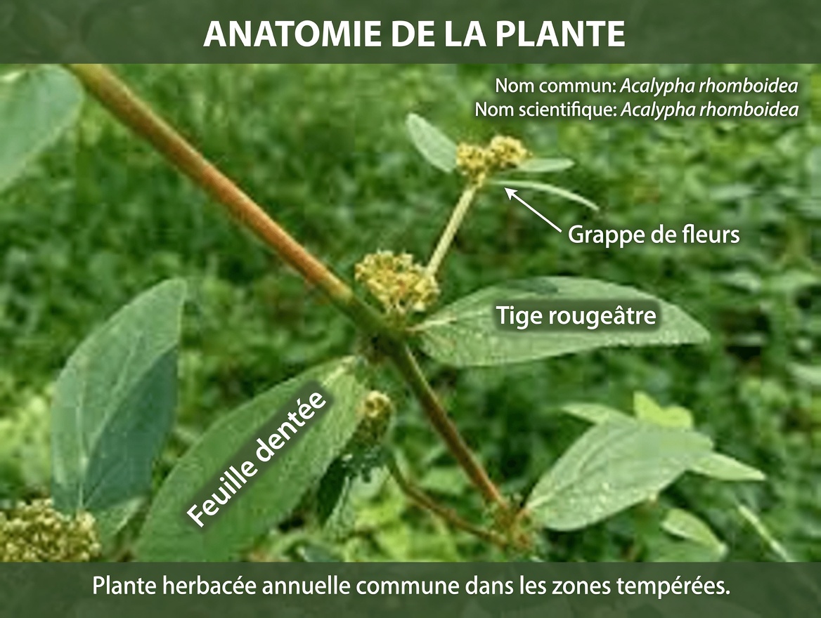 Pourquoi les guérisseurs traditionnels apprécient depuis longtemps cette mauvaise herbe commune des jardins pour le confort des yeux : exploration de l’euphorbe hirta