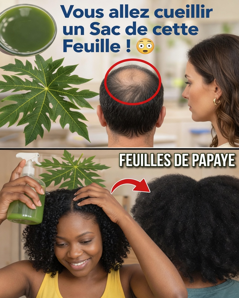 Explorer le potentiel des feuilles de papayer pour la santé capillaire : ce que suggère la science