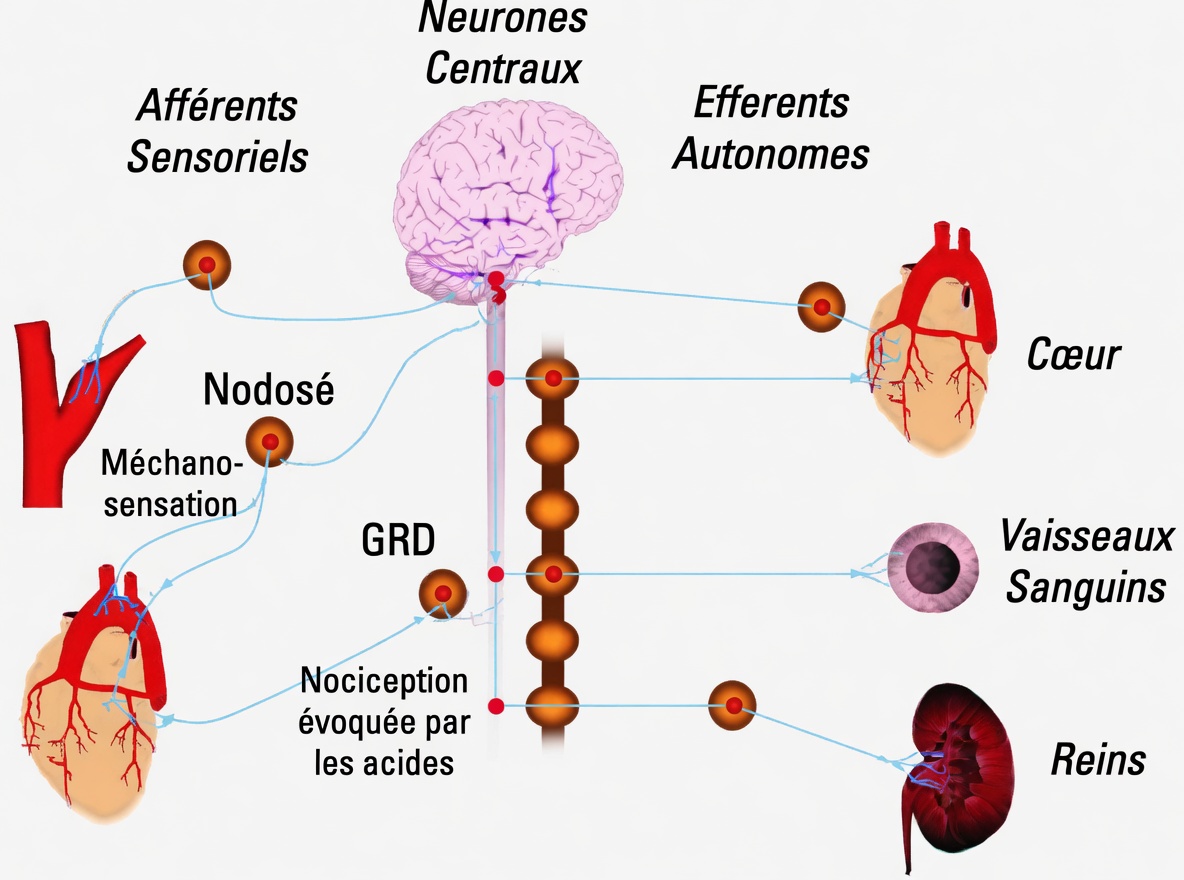 Pourquoi les crampes dans les jambes surviennent la nuit et des habitudes simples qui peuvent vous aider à mieux dormir