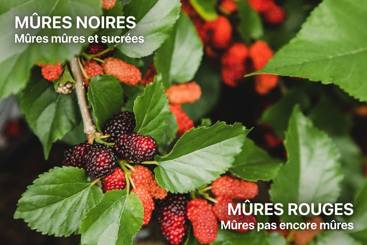 Le thé de feuilles de mûrier peut-il soutenir votre santé métabolique ? Exploration du potentiel de cette plante traditionnelle