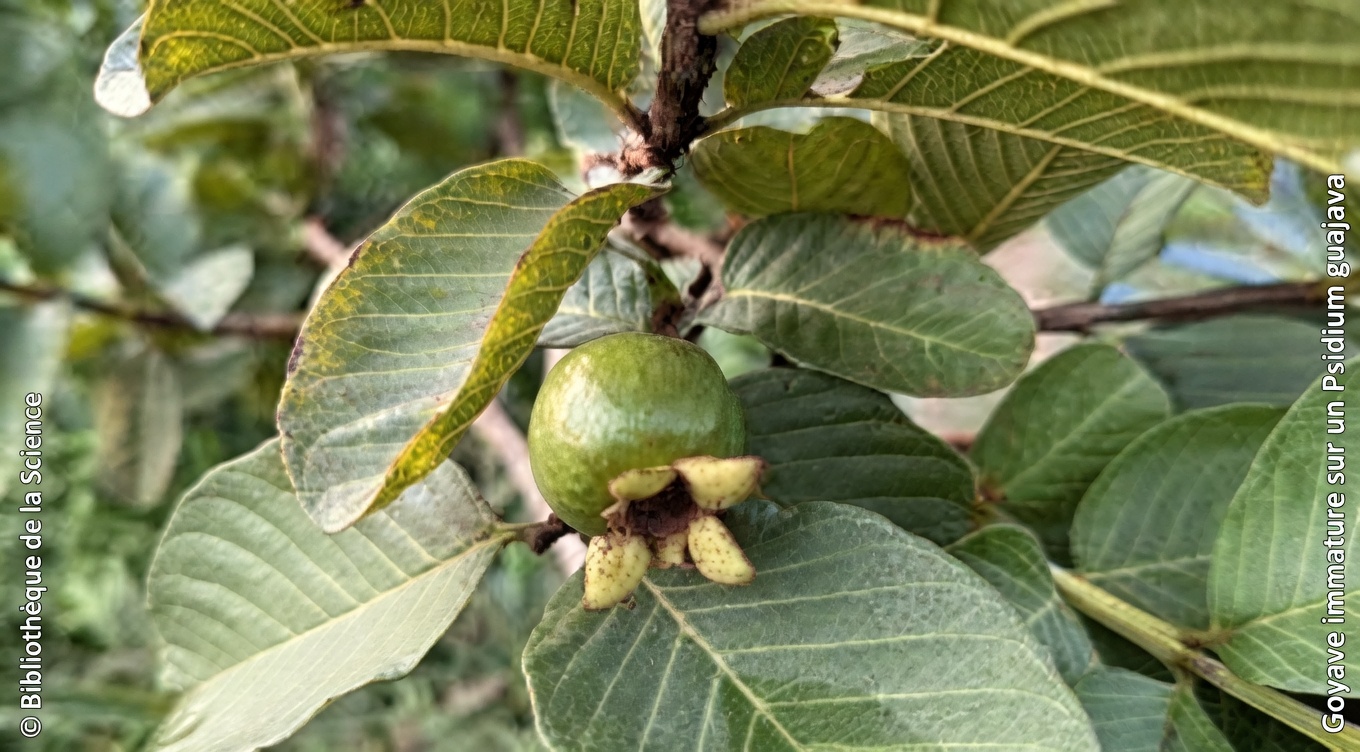 Explorer les bienfaits potentiels pour le bien-être du thé aux feuilles de goyave, au laurier et à l’origan