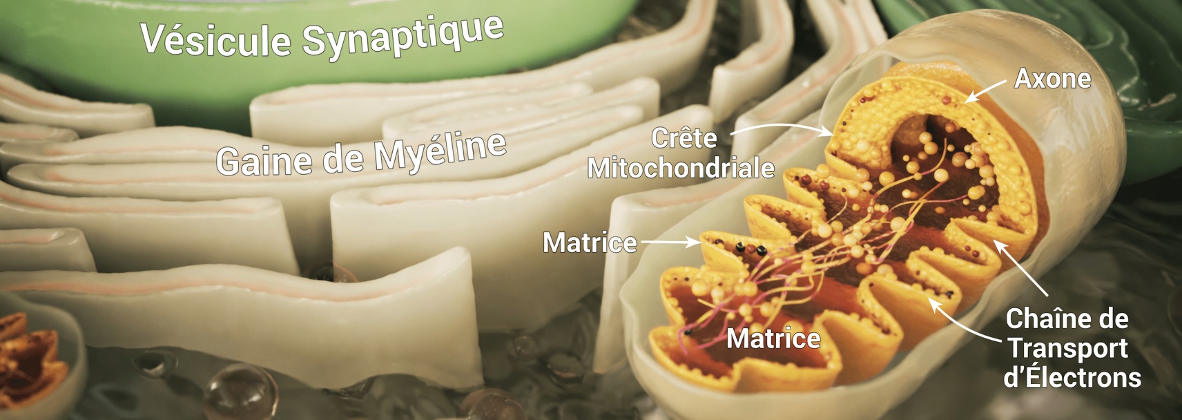 Le plus vieux médecin du Japon révèle : la vitamine n°1 souvent négligée pour soutenir le confort articulaire chez les seniors