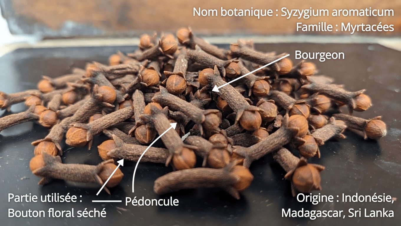 Bains de siège à l’eau de clou de girofle pour les femmes : une pratique traditionnelle douce pour le confort intime et l’hygiène