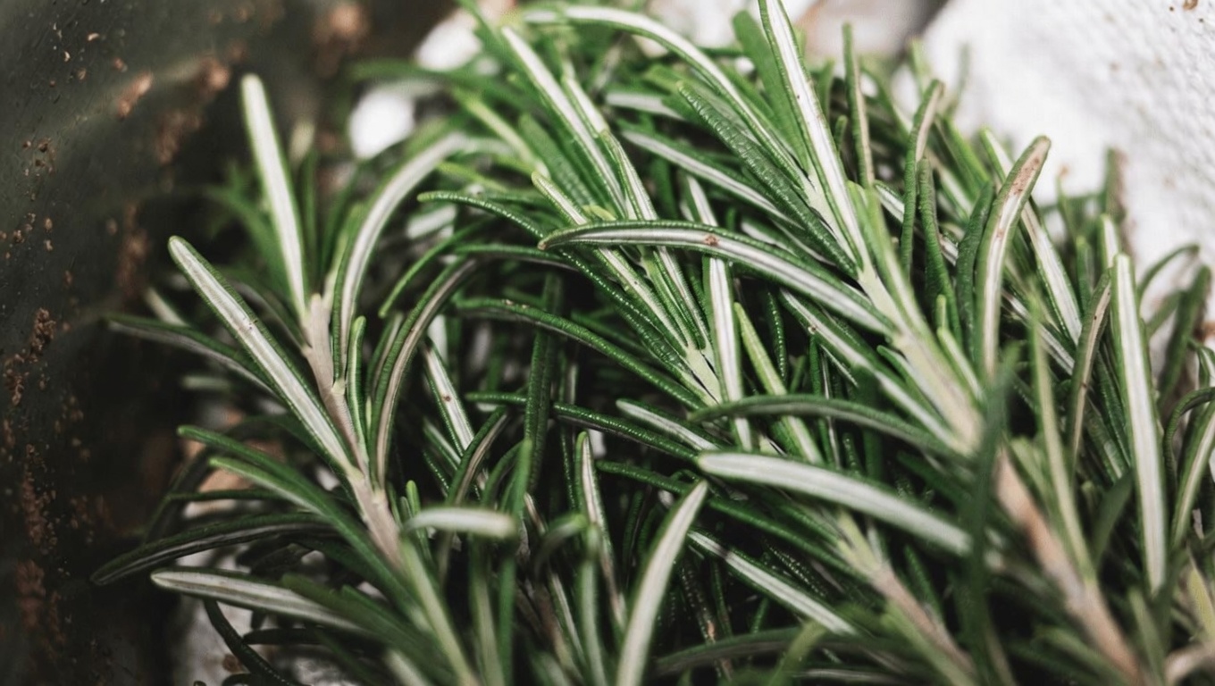 3 façons pratiques d’intégrer le romarin pour des cheveux plus sains et visiblement plus denses