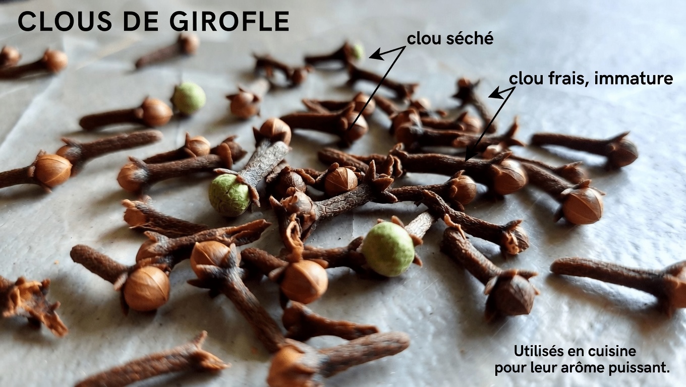 Mâcher 2 clous de girofle par jour : exploration des bienfaits potentiels de cette épice du quotidien