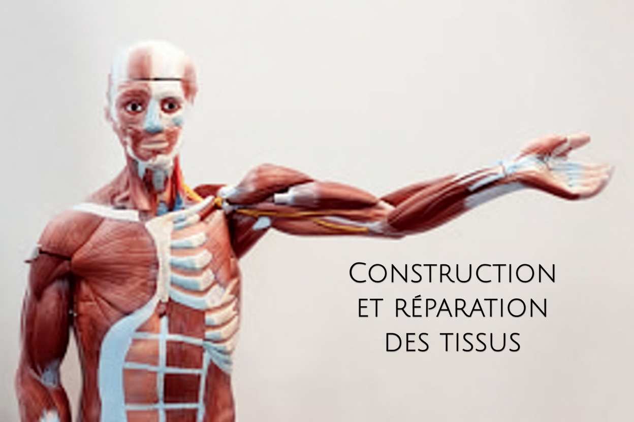 9 façons simples de soutenir la santé des genoux, du cartilage et des ligaments (fondées sur la recherche)