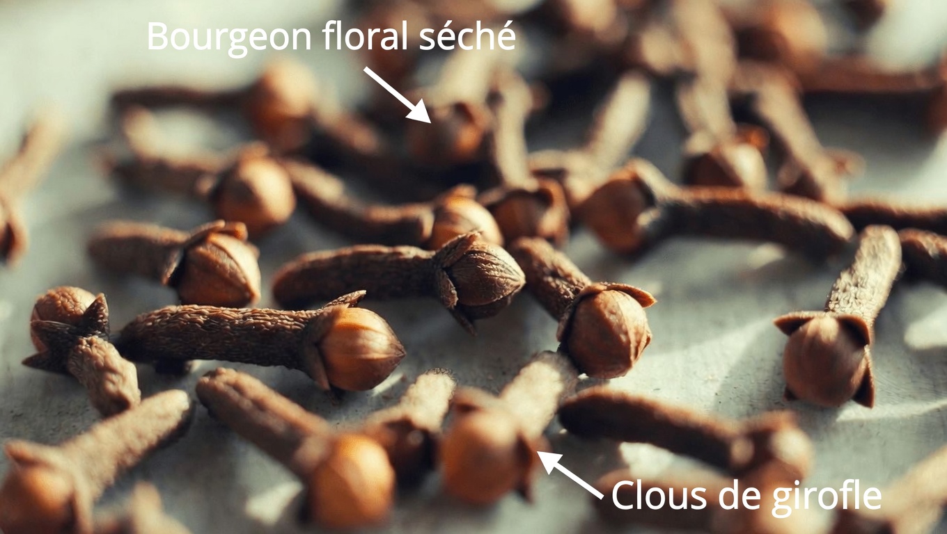 Bains de siège à l’eau de clou de girofle : une tradition douce pour le confort intime et l’hygiène des femmes