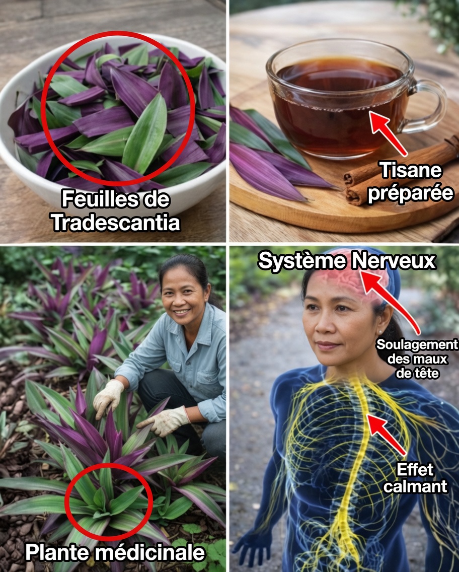 La plante de maguey pourpre : un guide traditionnel pour soutenir la santé urinaire, métabolique et la circulation naturelle