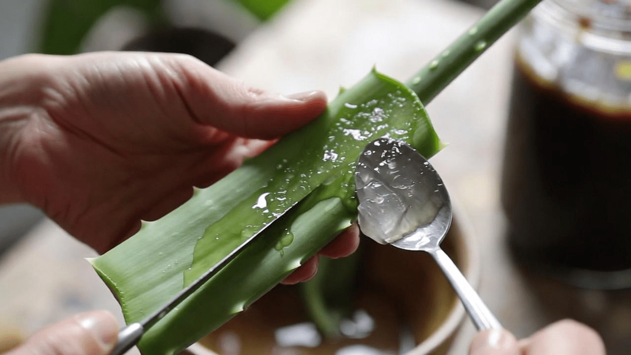 Explorer les bienfaits naturels de l’aloe vera : un mélange maison simple au citron, au miel et aux clous de girofle