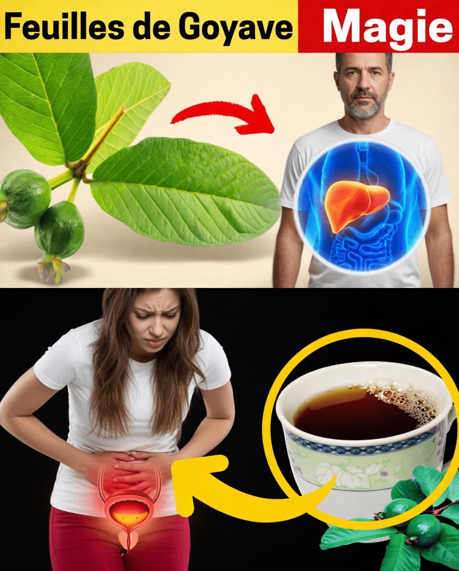 17 façons surprenantes dont les feuilles de goyave peuvent soutenir votre bien-être après 40 ans – une option naturelle négligée
