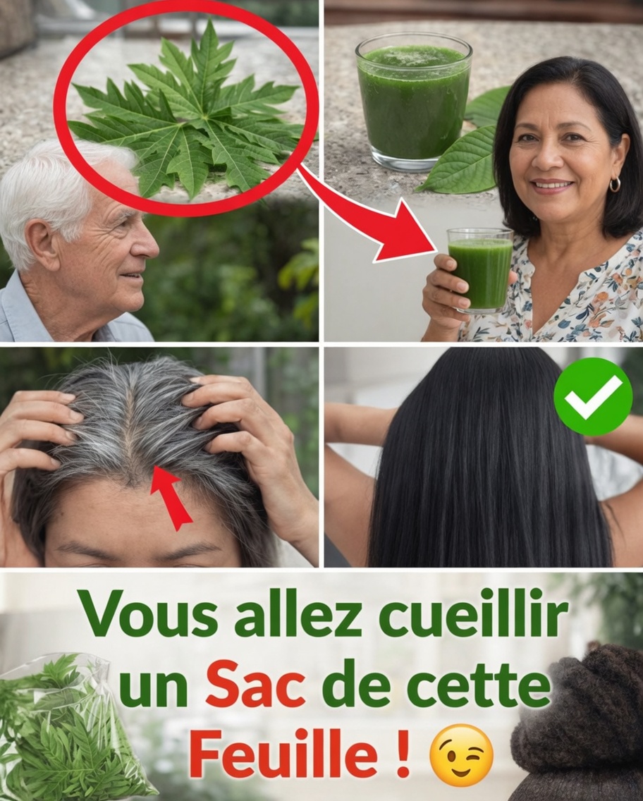 Explorer le potentiel des feuilles de papayer pour la santé des cheveux : ce que suggère la science