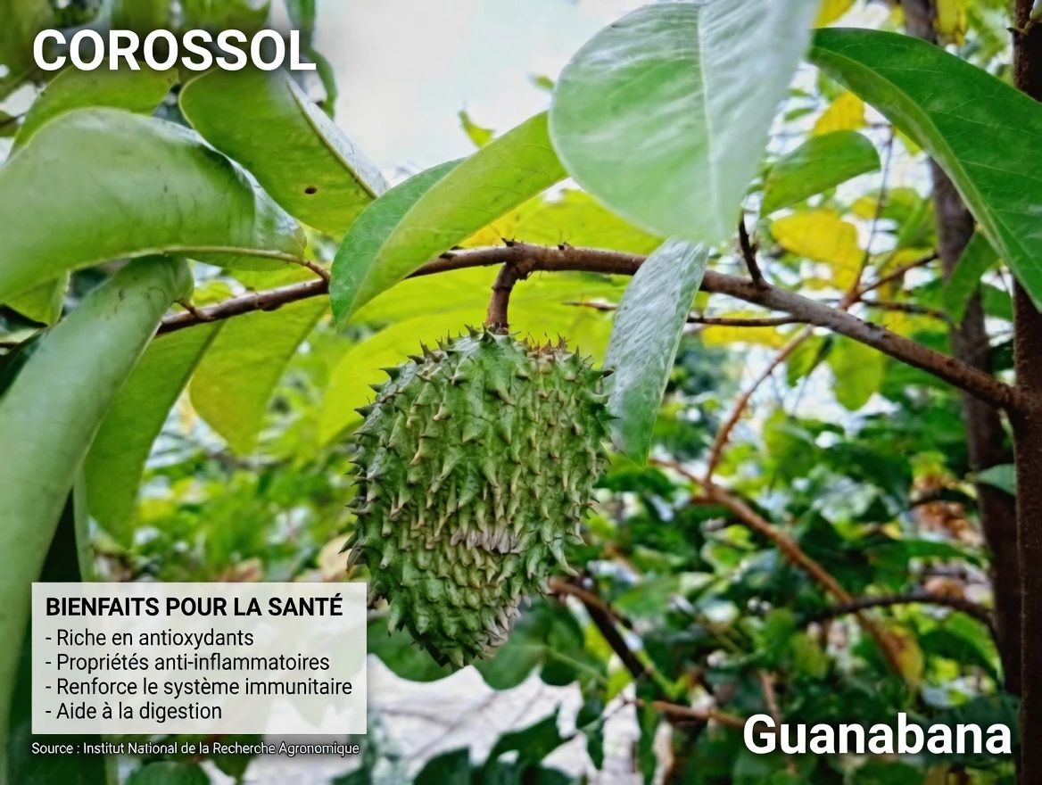 Explorer l’usage traditionnel ouest-africain des feuilles de corossol et de l’amarante épineuse pour le soutien de la prostate