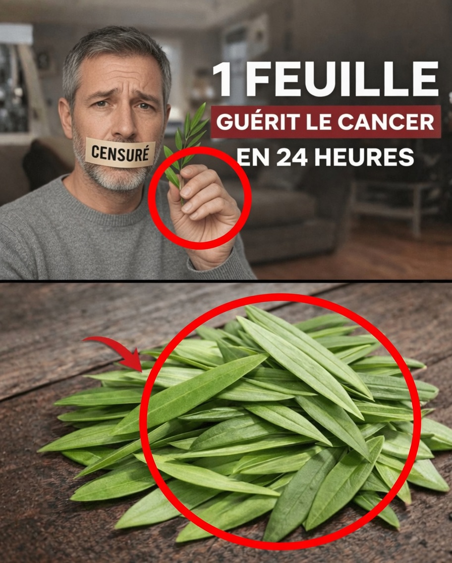 Quels sont les avantages potentiels pour la santé de la feuille d’olivier ? À la découverte du trésor caché de la nature