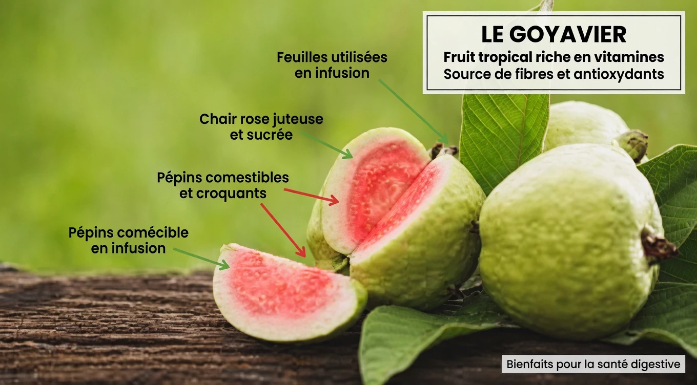 Comment intégrer la goyave à votre routine quotidienne pour une meilleure santé oculaire