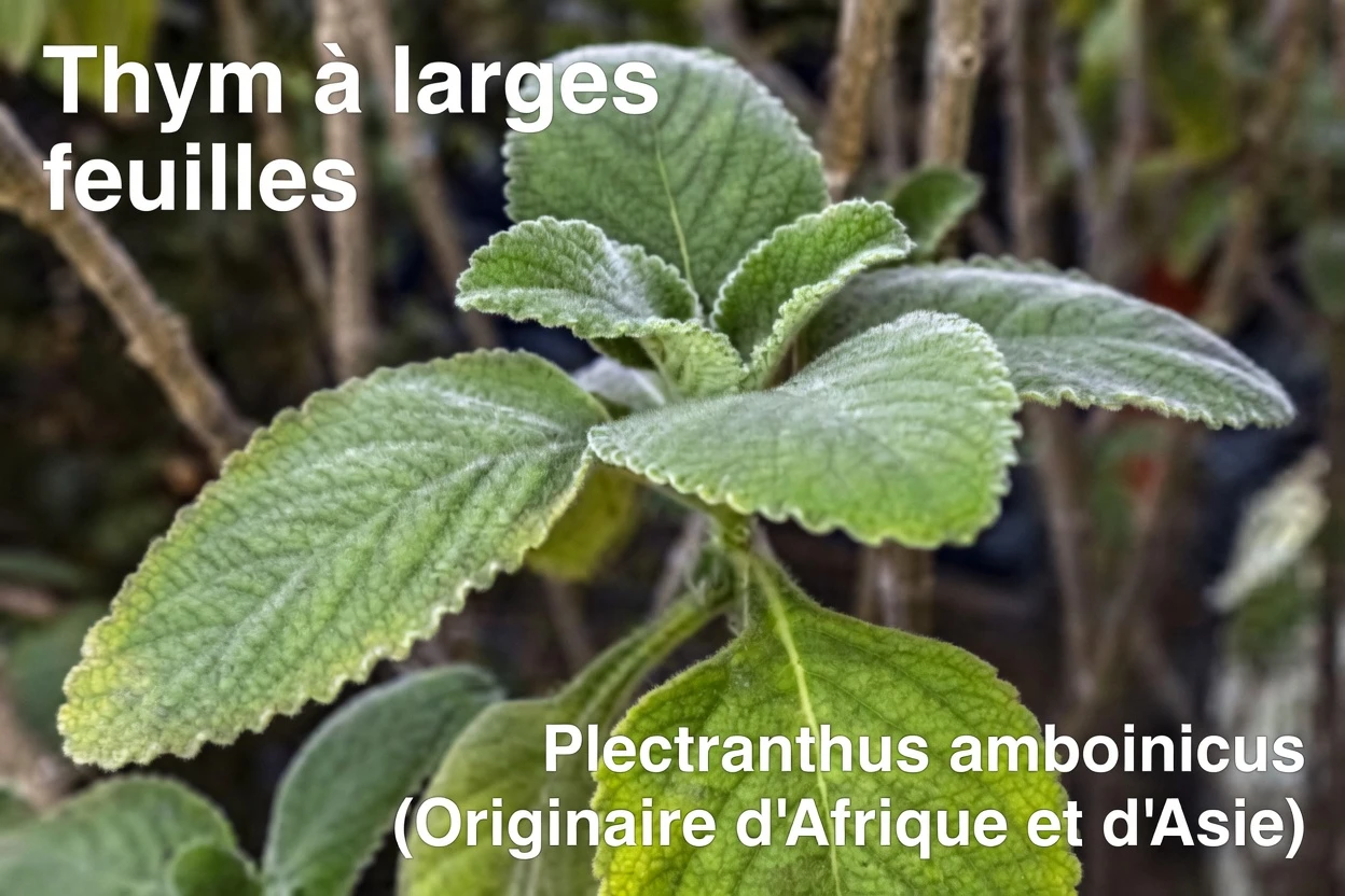 Cette herbe courante cache-t-elle un risque potentiel ? Ce que disent les experts sur la feuille de boldo et votre santé