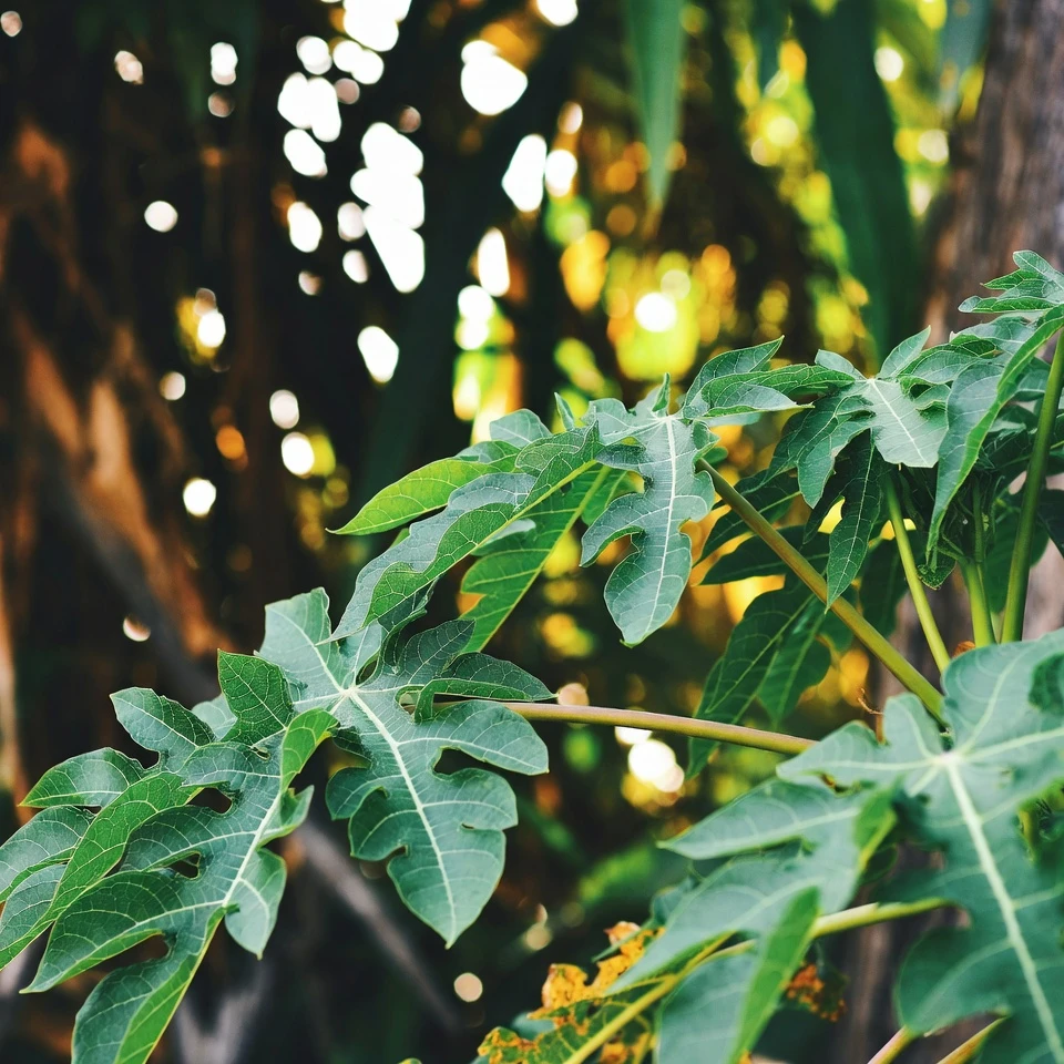 Feuilles de papaye : explorer cette option naturelle si vous souhaitez soutenir la croissance des cheveux